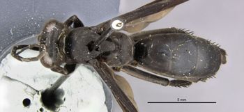 Media type: image;   Entomology 26232 Aspect: habitus dorsal view
